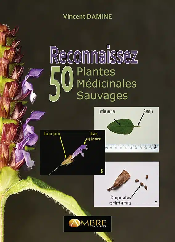 Reconnaissez 50 plantes médicinales sauvages – Livre - Image 8