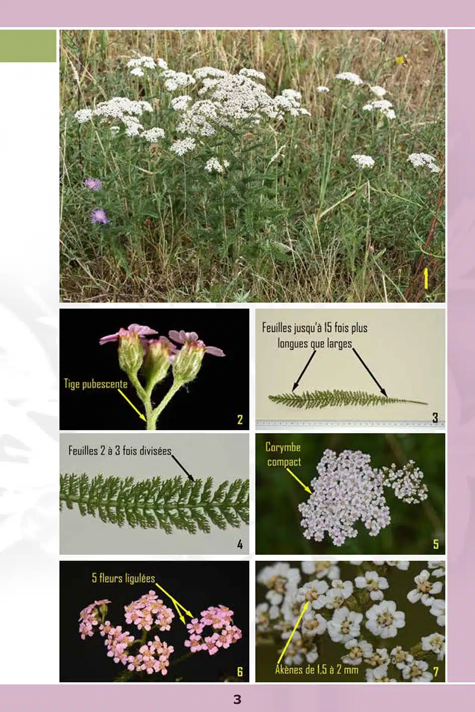 Reconnaissez 50 plantes médicinales sauvages – Livre - Image 9