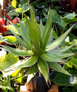 Agave Impressa