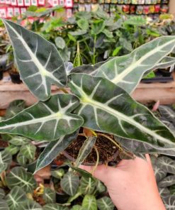 Alocasia Bambino