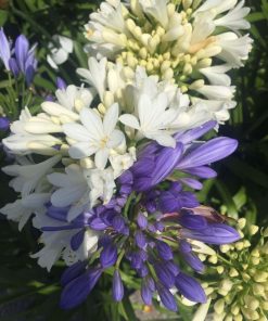 Agapanthe – Bleu/Blanc