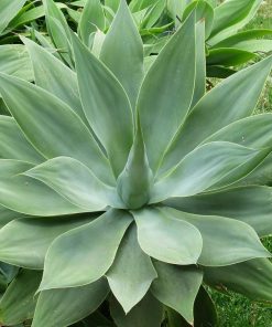 Agave Attenuata 80/100/+