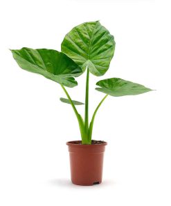 Alocasia P17