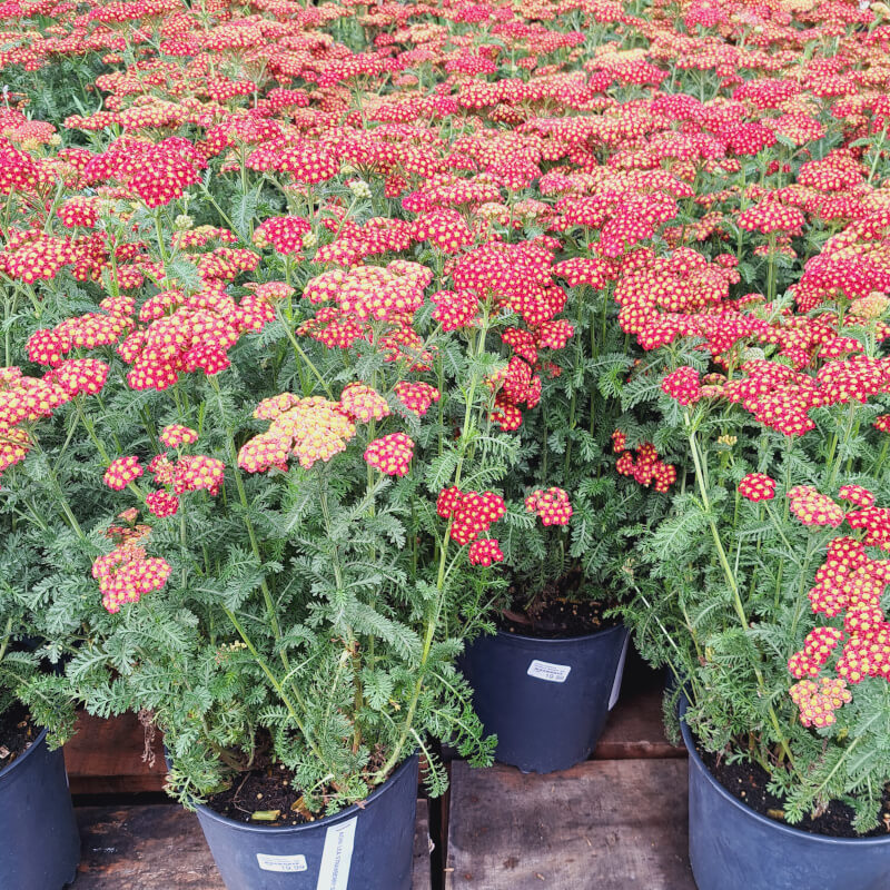 Achillea Millefolium Strawberry Seduction