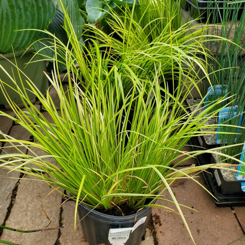 Acorus Gramineus Ogon