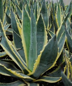 Agave Americana LV20
