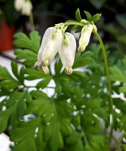 Dicentra Aurora