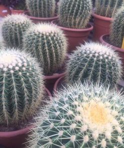 Echinocactus 20/25