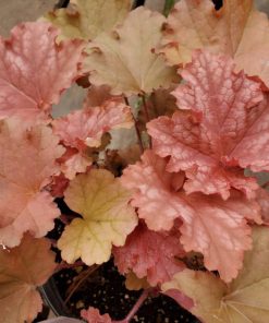 Heuchera Peachberry Ice