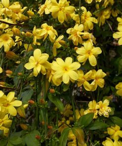 Jasmin d’Hiver 60/90
