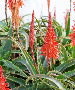 Aloes 40/50