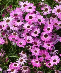 Anthemis