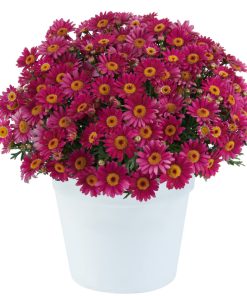 Argyranthemum Lollies