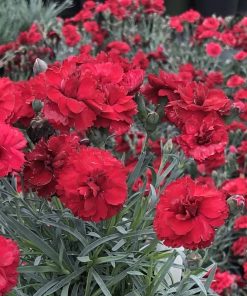 Dianthus Early Bird Radiance