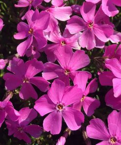 Phlox Emerald Pink