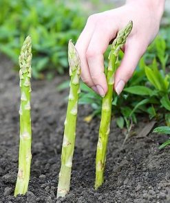 Asperge