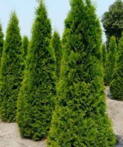 Tuya Occidentalis Emeraude 200/250
