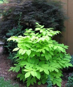 Aralia Sun King